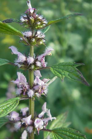 Leonurus cardiaca subsp. cardiaca \ Echtes Herzgespann, Gewhnlicher Lwenschwanz / Motherwort, D Bruchsal 23.6.2012