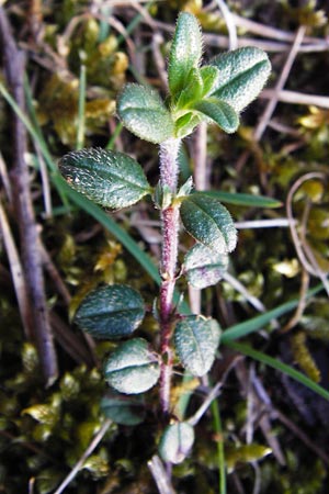 Helianthemum nummularium \ Kleinblttriges Sonnenrschen, D Mannheim 25.3.2014