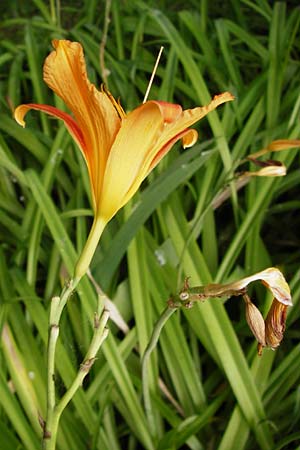 Hemerocallis fulva \ Gelbrote Taglilie, D Gimbsheim 23.6.2014