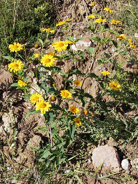 Heliopsis helianthoides \ Sonnenauge / Sunflower Heliopsis, D Reilingen 18.8.2014