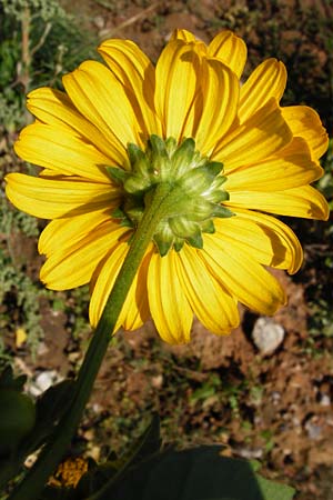 Heliopsis helianthoides / Sunflower Heliopsis, D Reilingen 18.8.2014