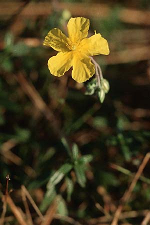 Helianthemum nummularium, Kleinblättriges Sonnenrschen