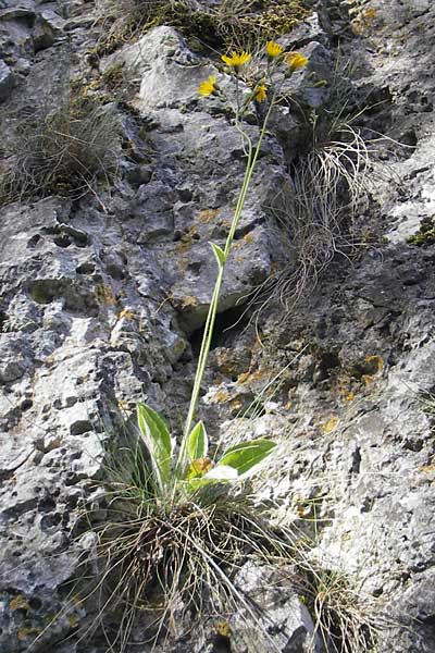 Hieracium murorum \ Wald-Habichtskraut, Mauer-Habichtskraut / Wall Hawkweed, D Franken/Franconia Ehrenbürg 17.5.2012