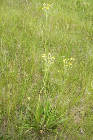 Hieracium fallax \ Tuschendes Habichtskraut / Hawkweed, D Mannheim 12.6.2012