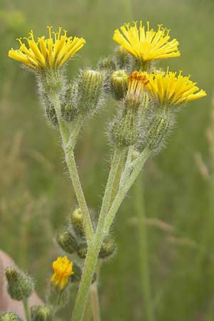 Hieracium fallax \ Tuschendes Habichtskraut, D Mannheim 12.6.2012