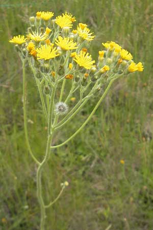 Hieracium fallax \ Tuschendes Habichtskraut / Hawkweed, D Mannheim 12.6.2012