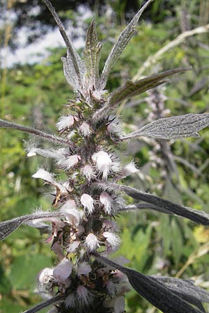 Leonurus cardiaca subsp. villosus \ Zottiges Echtes Herzgespann, Lwenschwanz / Motherwort, D Groß-Gerau 20.6.2009