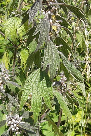 Leonurus cardiaca subsp. villosus \ Zottiges Echtes Herzgespann, Lwenschwanz / Motherwort, D Groß-Gerau 20.6.2009