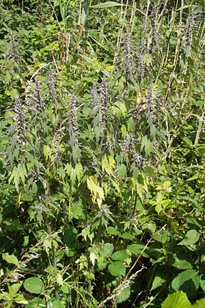 Leonurus cardiaca subsp. villosus \ Zottiges Echtes Herzgespann, Lwenschwanz / Motherwort, D Groß-Gerau 20.6.2009