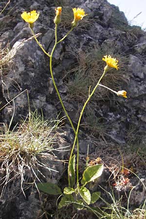 Hieracium murorum \ Wald-Habichtskraut, Mauer-Habichtskraut / Wall Hawkweed, D Franken/Franconia Ehrenbürg 17.5.2012