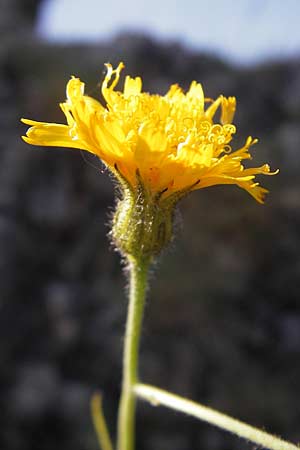 Hieracium murorum \ Wald-Habichtskraut, Mauer-Habichtskraut / Wall Hawkweed, D Franken/Franconia Ehrenbürg 17.5.2012