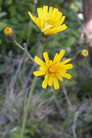 Hieracium murorum \ Wald-Habichtskraut, Mauer-Habichtskraut / Wall Hawkweed, D Franken/Franconia Ehrenbürg 17.5.2012