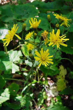 Hieracium glaucinum / Early Hawkweed, D Zwiesel 9.6.2014