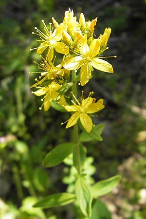 Hypericum hirsutum \ Behaartes Johanniskraut / Hairy St. John's-Wort, D Weinheim an der Bergstraße 26.7.2009