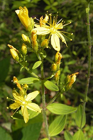 Hypericum hirsutum \ Behaartes Johanniskraut, D Weinheim an der Bergstraße 26.7.2009