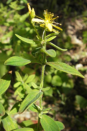 Hypericum hirsutum \ Behaartes Johanniskraut, D Weinheim an der Bergstraße 26.7.2009