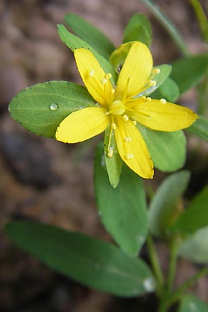 Hypericum humifusum \ Niederliegendes Johanniskraut / Trailing St. John's-Wort, D Odenwald, Neckargemünd-Mückenloch 13.9.2010