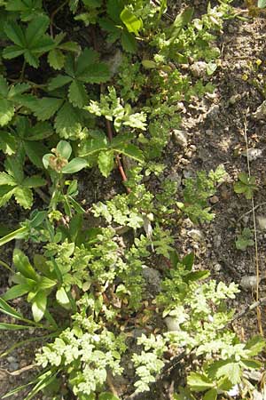 Herniaria hirsuta \ Behaartes Bruchkraut / Hairy Rupture-Wort, D Karlsruhe 20.5.2011