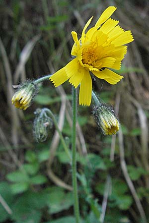 Hieracium glaucinum / Early Hawkweed, D Bruchsal 11.5.2006