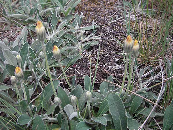 Hieracium pilosella \ Mausohr-Habichtskraut, Kleines Habichtskraut, D Bensheim 15.5.2006