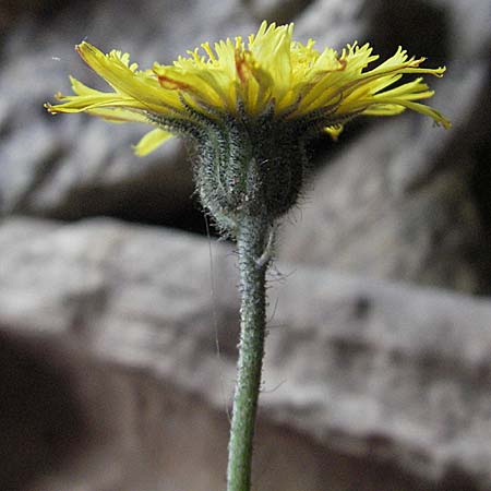 Hieracium pilosella / Mouse-Ear Hawkweed, D Bensheim 16.5.2006