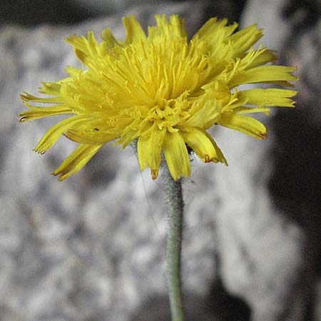 Hieracium pilosella \ Mausohr-Habichtskraut, Kleines Habichtskraut / Mouse-Ear Hawkweed, D Bensheim 16.5.2006