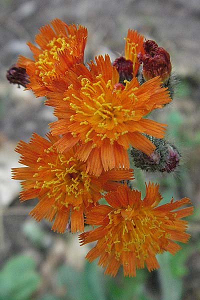 Hieracium aurantiacum \ Orangerotes Habichtskraut / Orange Hawkweed, Fox and Cubs, D Neckargemünd 30.7.2006