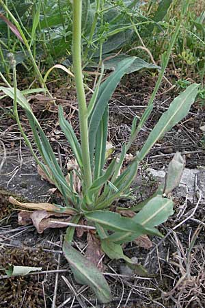 Hieracium piloselloides \ Florentiner Habichtskraut, D Weinheim an der Bergstraße 4.5.2007