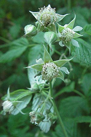 Rubus idaeus \ Himbeere, D Donnersberg 6.5.2007