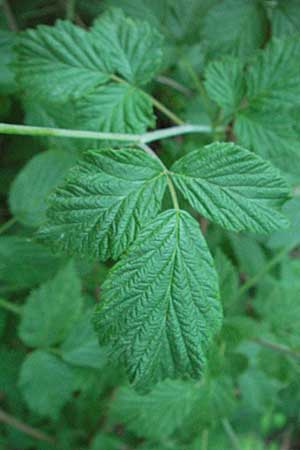 Rubus idaeus \ Himbeere / Raspberry, D Donnersberg 6.5.2007