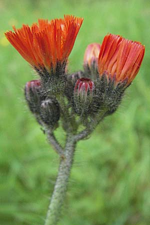 Hieracium aurantiacum \ Orangerotes Habichtskraut, D Hemsbach 28.6.2007