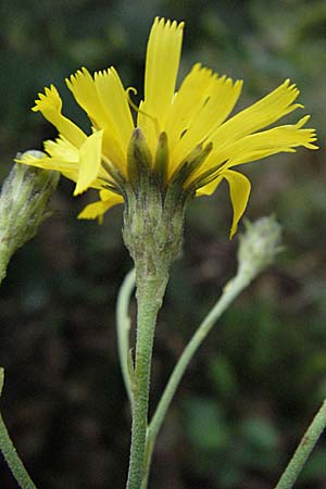 Hieracium sabaudum \ Savoyer Habichtskraut / Savoy Hawkweed, D Babenhausen 11.8.2007