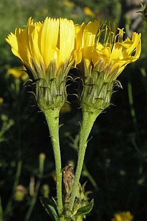 Hieracium umbellatum \ Doldiges Habichtskraut / Narrow-Leaved Hawkweed, D Hemsbach 16.8.2007