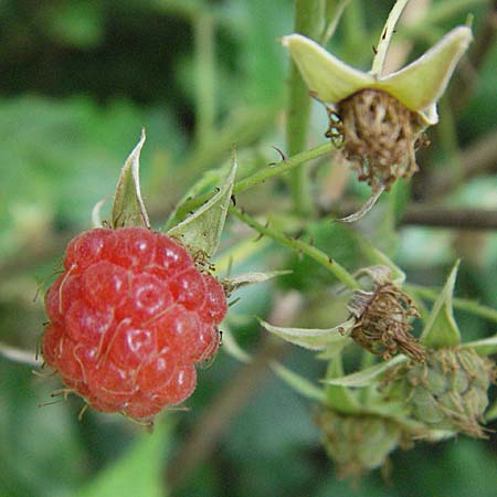 Rubus idaeus \ Himbeere, D Odenwald, Lautertal 8.7.2007