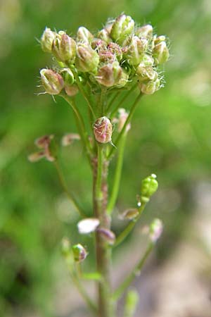 Capsella bursa-pastoris \ Hirtentschel, D Rheinhessen, Wendelsheim 26.4.2008