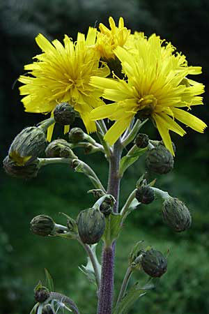 Hieracium sabaudum \ Savoyer Habichtskraut / Savoy Hawkweed, D Donnersberg 23.7.2008