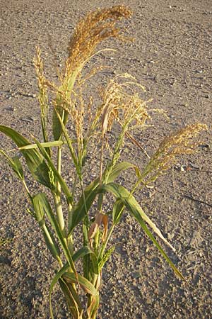 Panicum miliaceum subsp. miliaceum \ Echte Rispen-Hirse / Common Millet, D Mannheim 11.9.2009