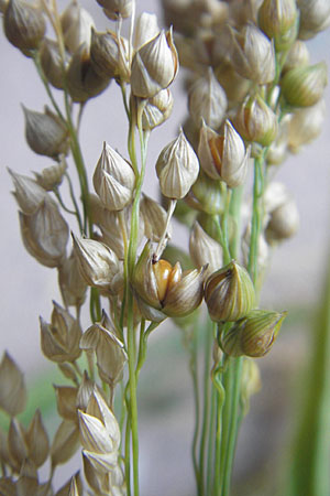 Panicum miliaceum subsp. miliaceum, Common Millet