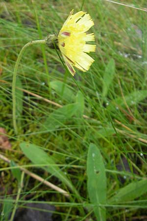 Hieracium pilosella \ Mausohr-Habichtskraut, Kleines Habichtskraut, D Eppertshausen 12.6.2010