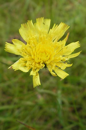 Hieracium pilosella / Mouse-Ear Hawkweed, D Eppertshausen 12.6.2010