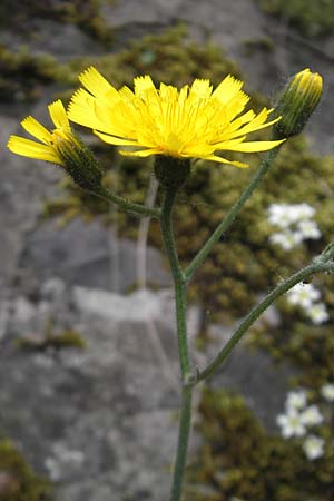 Hieracium schmidtii agg., Schmidt's Hawkweed