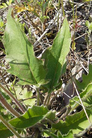 Hieracium glaucinum / Early Hawkweed, D Theisbergstegen 3.6.2011