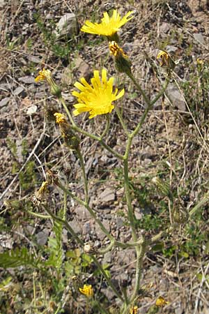 Hieracium glaucinum / Early Hawkweed, D Theisbergstegen 3.6.2011