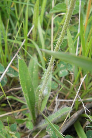 Hieracium zizianum ? \ Ziz' Habichtskraut, D Wutach - Schlucht 12.6.2011