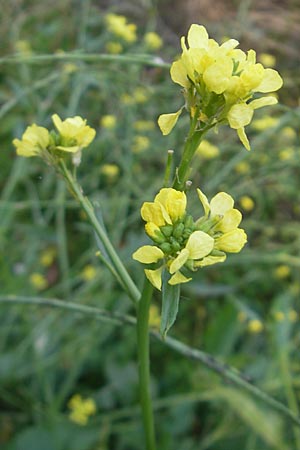 Hirschfeldia incana \ Grau-Senf / Shortpod Mustard, Buchanweed, D Ludwigshafen 8.10.2011