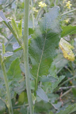 Hirschfeldia incana \ Grau-Senf / Shortpod Mustard, Buchanweed, D Ludwigshafen 8.10.2011