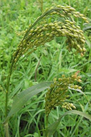 Panicum miliaceum subsp. miliaceum \ Echte Rispen-Hirse / Common Millet, D Mannheim 16.10.2013