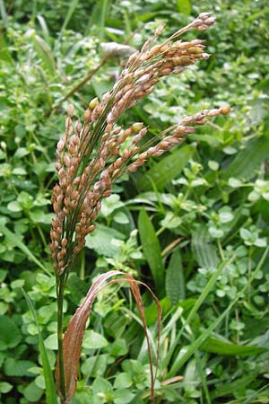 Panicum miliaceum subsp. miliaceum \ Echte Rispen-Hirse / Common Millet, D Mannheim 23.11.2013