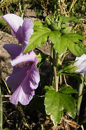 Hibiscus syriacus \ Strauch-Eibisch, Hibiskus, D Gimbsheim 17.7.2014