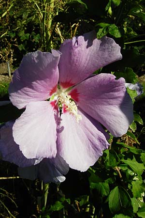 Hibiscus syriacus \ Strauch-Eibisch, Hibiskus, D Gimbsheim 17.7.2014